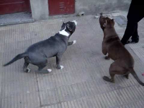 Entrenamiento Canino - Pit Bull - Histeria y Tirano Monarquía Pit ... Entrenamiento Canino - Pit Bull - Histeria y Tirano Monarquía Pit ...