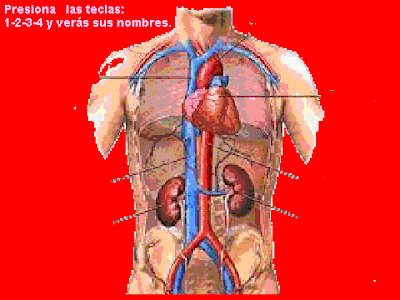 ENTRENOTICOLE: Nuestro aparato circulatorio- 5º año ENTRENOTICOLE: Nuestro aparato circulatorio- 5º año