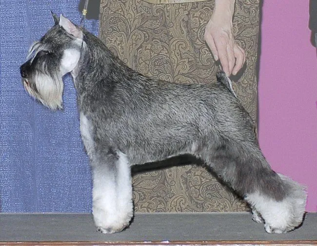 Entrevista a Kate McMillan (Minuteman Miniature Schnauzers ... Entrevista a Kate McMillan (Minuteman Miniature Schnauzers ...