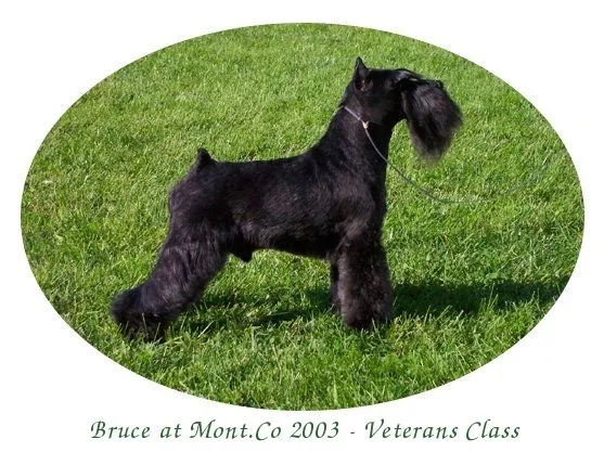 Entrevista a Kate McMillan (Minuteman Miniature Schnauzers ... Entrevista a Kate McMillan (Minuteman Miniature Schnauzers ...