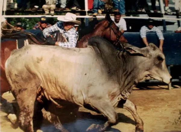 ENTREVISTA: Salvador Gordill :: Noticias de la Comunidad de Toros ... ENTREVISTA: Salvador Gordill :: Noticias de la Comunidad de Toros ...