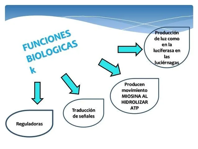 enzimas-y-su-papel-biologico-y ...