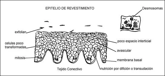 Epitelios de revestimiento y glandulares - Monografias.com