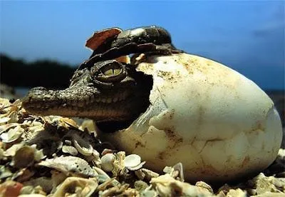 ... equidna pequenajo un bebe de canguro un cocodrilo saliendo del huevo ... equidna pequenajo un bebe de canguro un cocodrilo saliendo del huevo