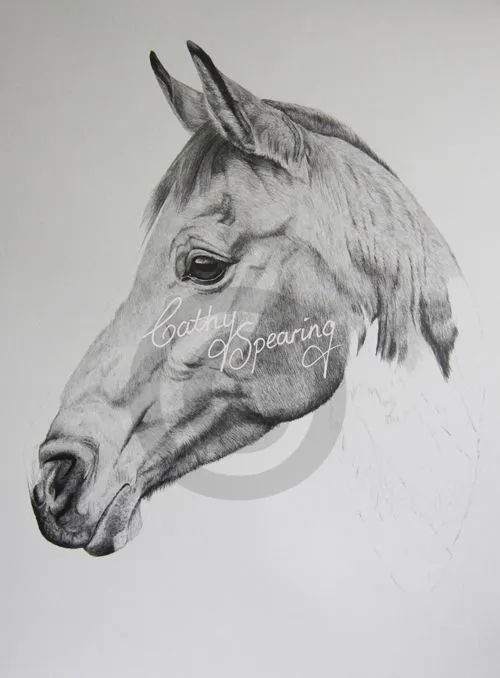 Cathy Spearing - Equestrian and animal artist.: Arab horse pencil ...