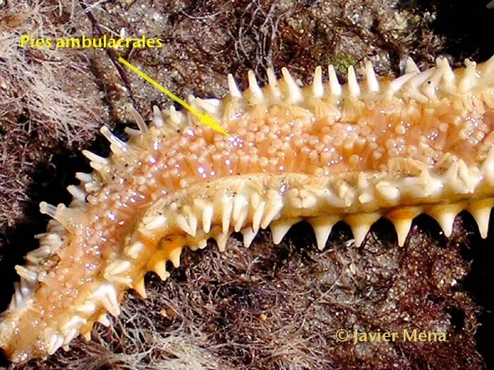 Equinodermos