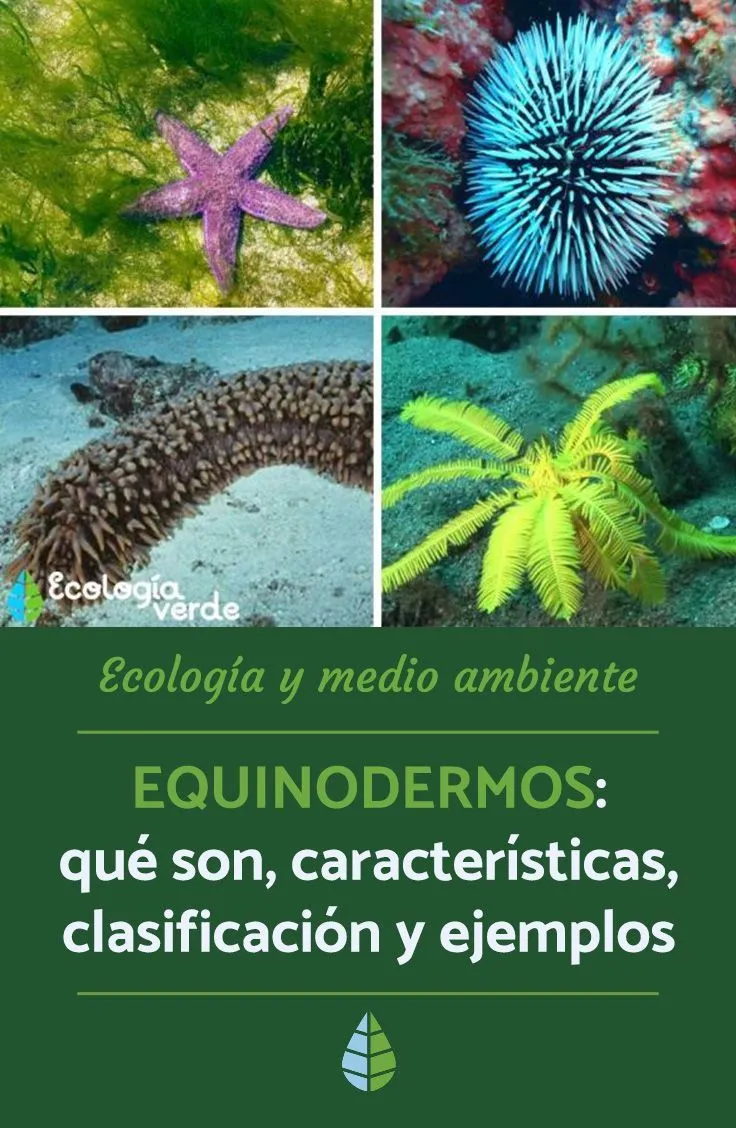 Equinodermos: qué son, características, clasificación y ejemplos - FOTOS | Ecología, Nicho ecológico, Ecosistemas Equinodermos: qué son, características, clasificación y ejemplos - FOTOS | Ecología, Nicho ecológico, Ecosistemas
