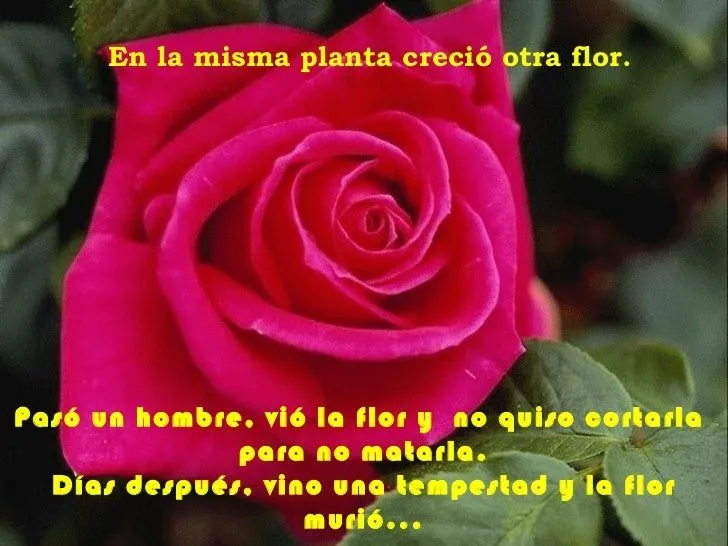 Erase una flor Erase una flor