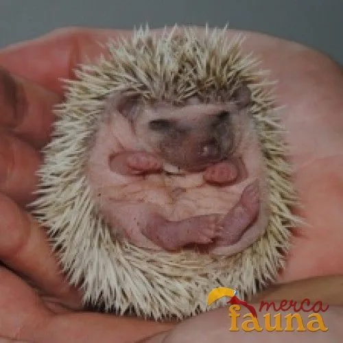Erizo enano macho - Mercafauna - Compraventa de animales entre ... Erizo enano macho - Mercafauna - Compraventa de animales entre ...