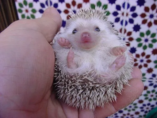 erizo de tierra enano | Cuidar de tu mascota es facilisimo.com erizo de tierra enano | Cuidar de tu mascota es facilisimo.com