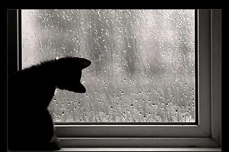 Ernest Hemingway: El gato bajo la lluvia