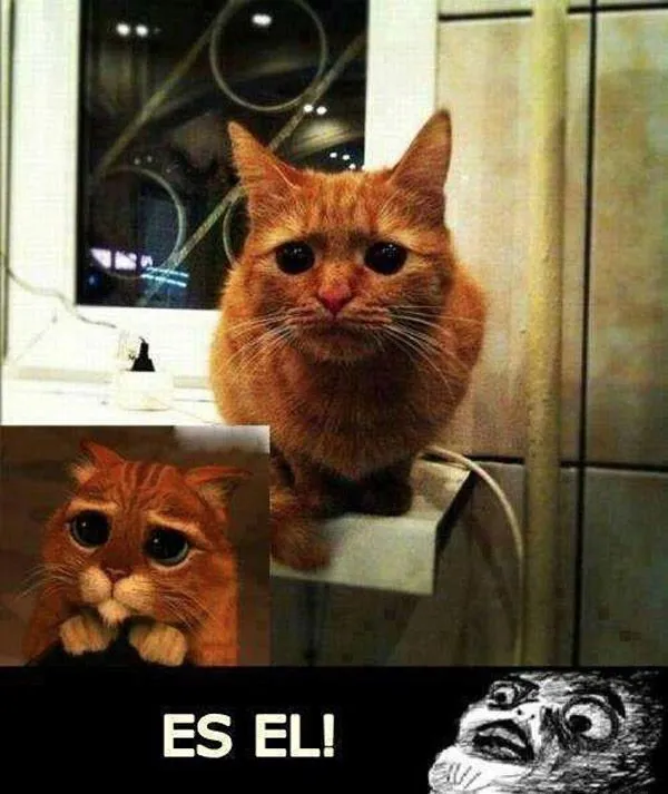 Imágenes divertidas de Gato con botas