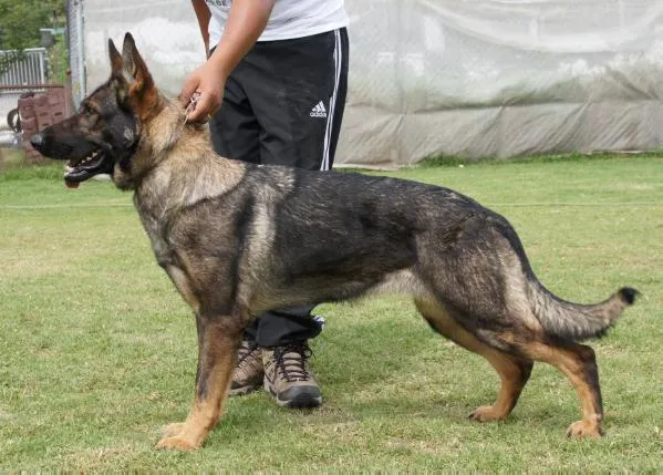 Cuál és tu raza favorita? (Página 3) - (La Terraza) | Perros.com