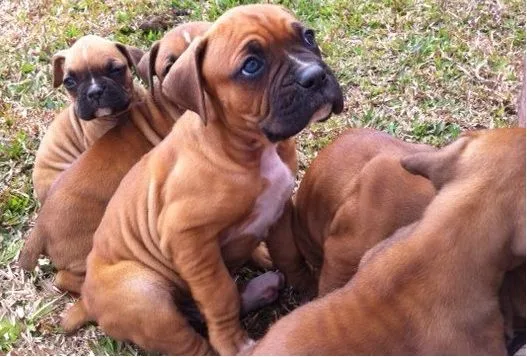 Escenarios: Cachorros Boxer en Venta!!