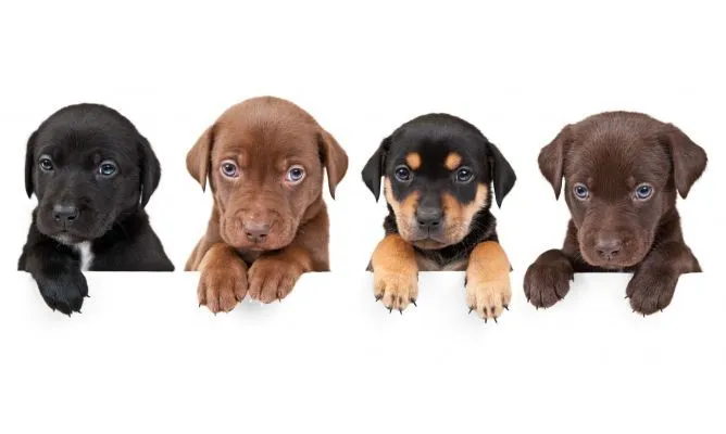 Cómo escoger un cachorro?
