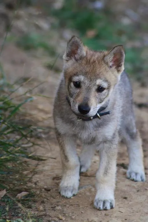 Cómo escoger un cachorro de perro lobo checoslovaco | Blog Perro ...