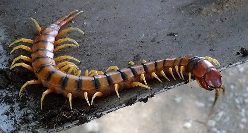 ESCOLOPENDRA - CIEN PIES | Flickr - Photo Sharing! ESCOLOPENDRA - CIEN PIES | Flickr - Photo Sharing!
