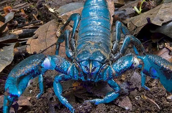 El escorpión emperador (Pandinus imperator) es uno de los más ... El escorpión emperador (Pandinus imperator) es uno de los más ...