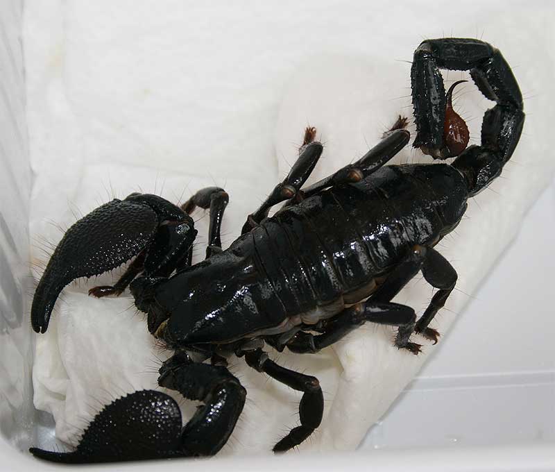 escorpion_emperador_mascotissimo