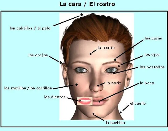 Imagenes de la cabeza y sus partes - Imagui Imagenes de la cabeza y sus partes - Imagui