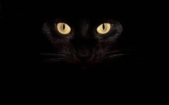 Escritorio de Fondo — Gato Negro para Escritorio. Fondos de ... Escritorio de Fondo — Gato Negro para Escritorio. Fondos de ...