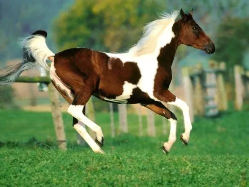 Escucha el sonido de un caballo relinchando - Sonidos de animales Escucha el sonido de un caballo relinchando - Sonidos de animales