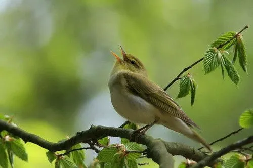 POESÍA INFANTIL: PÍA, PÍA PAJARITO