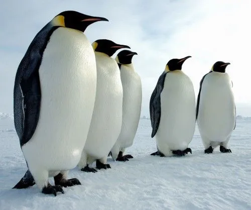 Escucha el sonido de un pingüino emperador - MP3 - Sonidos de animales