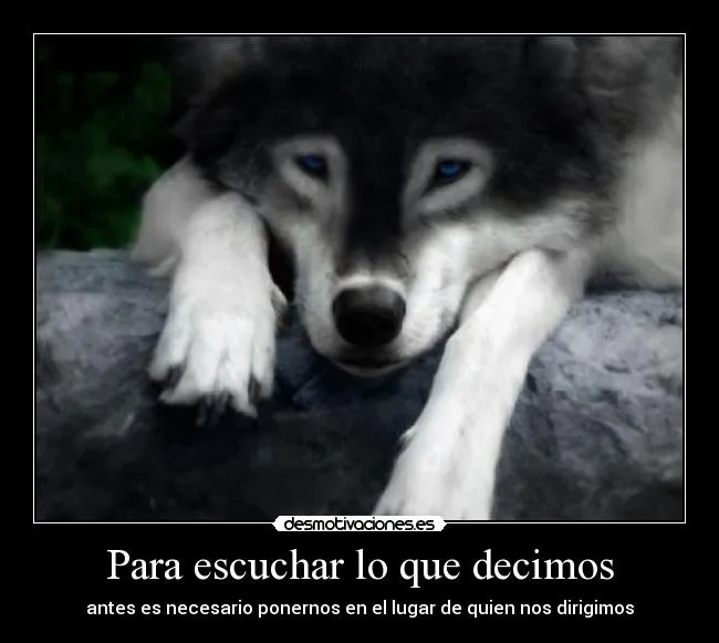 Lobos blancos ojos azules - Imagui