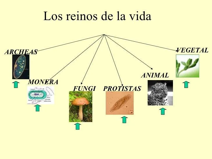 ESCUELA DE BIOLOGIA Y QUIMICA CIENCIAS NATURALES LOS REINOS DE LA VID… ESCUELA DE BIOLOGIA Y QUIMICA CIENCIAS NATURALES LOS REINOS DE LA VID…