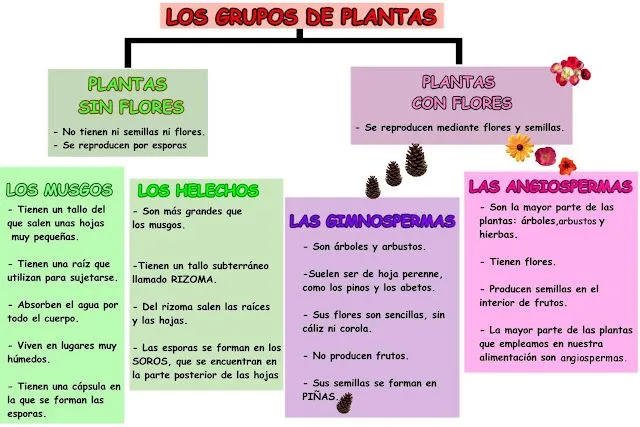 Escuela bloguera: Clasificación de las plantas