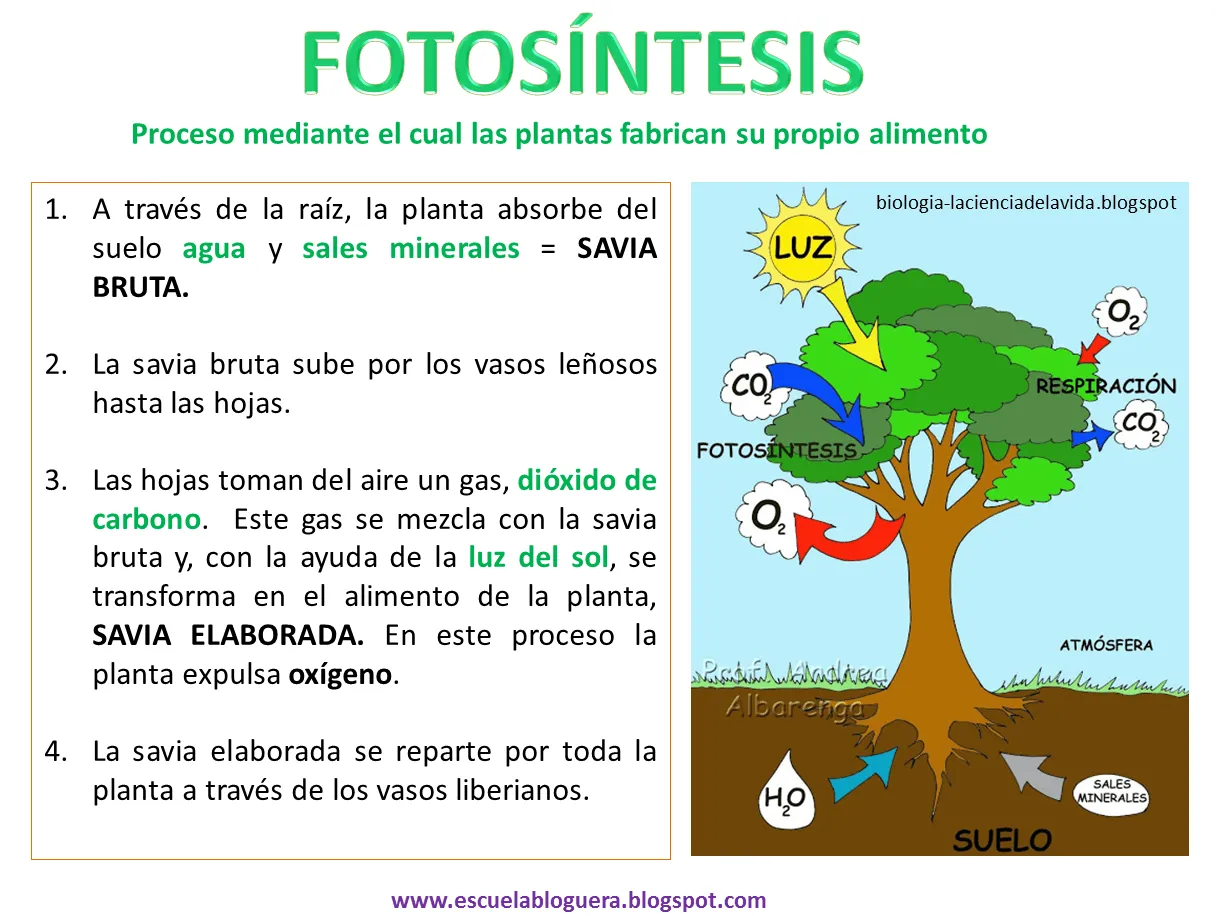 Escuela bloguera: Fotosíntesis/respiración de las plantas Escuela bloguera: Fotosíntesis/respiración de las plantas