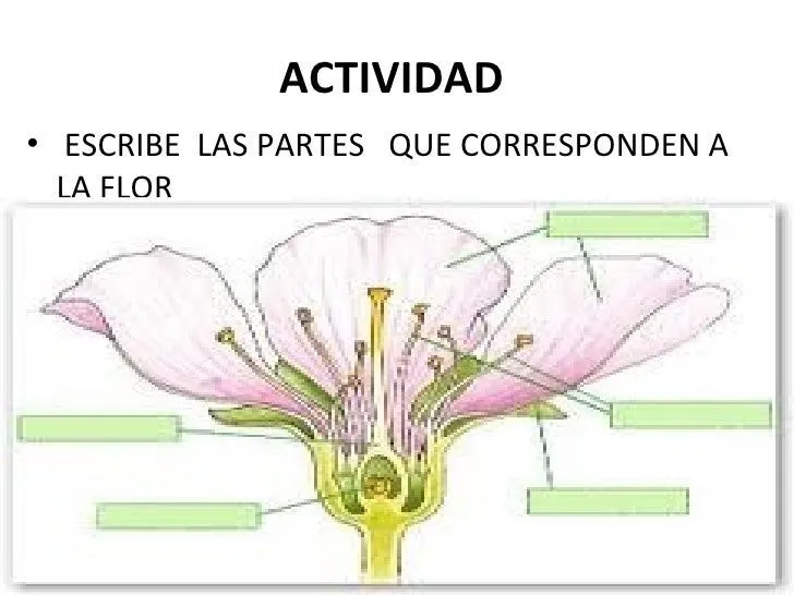 escuela-normal-superior-flor-7 ...