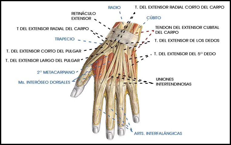 ESPACIO, AMOR Y LOCURA: TENDINITIS DE LA EE SS -X- MANO (IV ... ESPACIO, AMOR Y LOCURA: TENDINITIS DE LA EE SS -X- MANO (IV ...