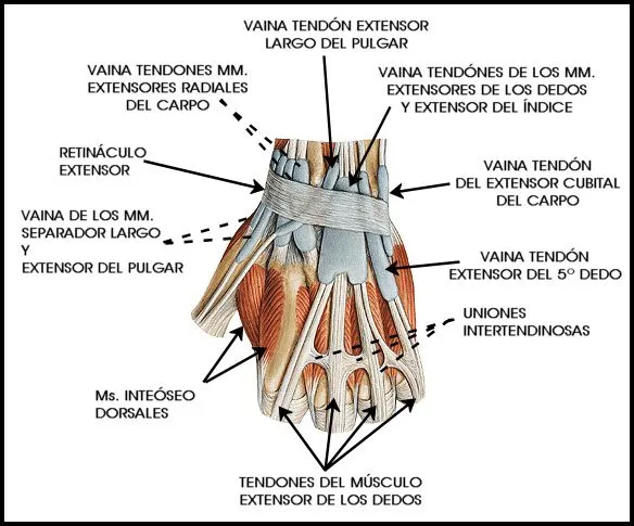 ESPACIO, AMOR Y LOCURA: TENDINITIS DE LA EE SS -X- MANO (IV ... ESPACIO, AMOR Y LOCURA: TENDINITIS DE LA EE SS -X- MANO (IV ...