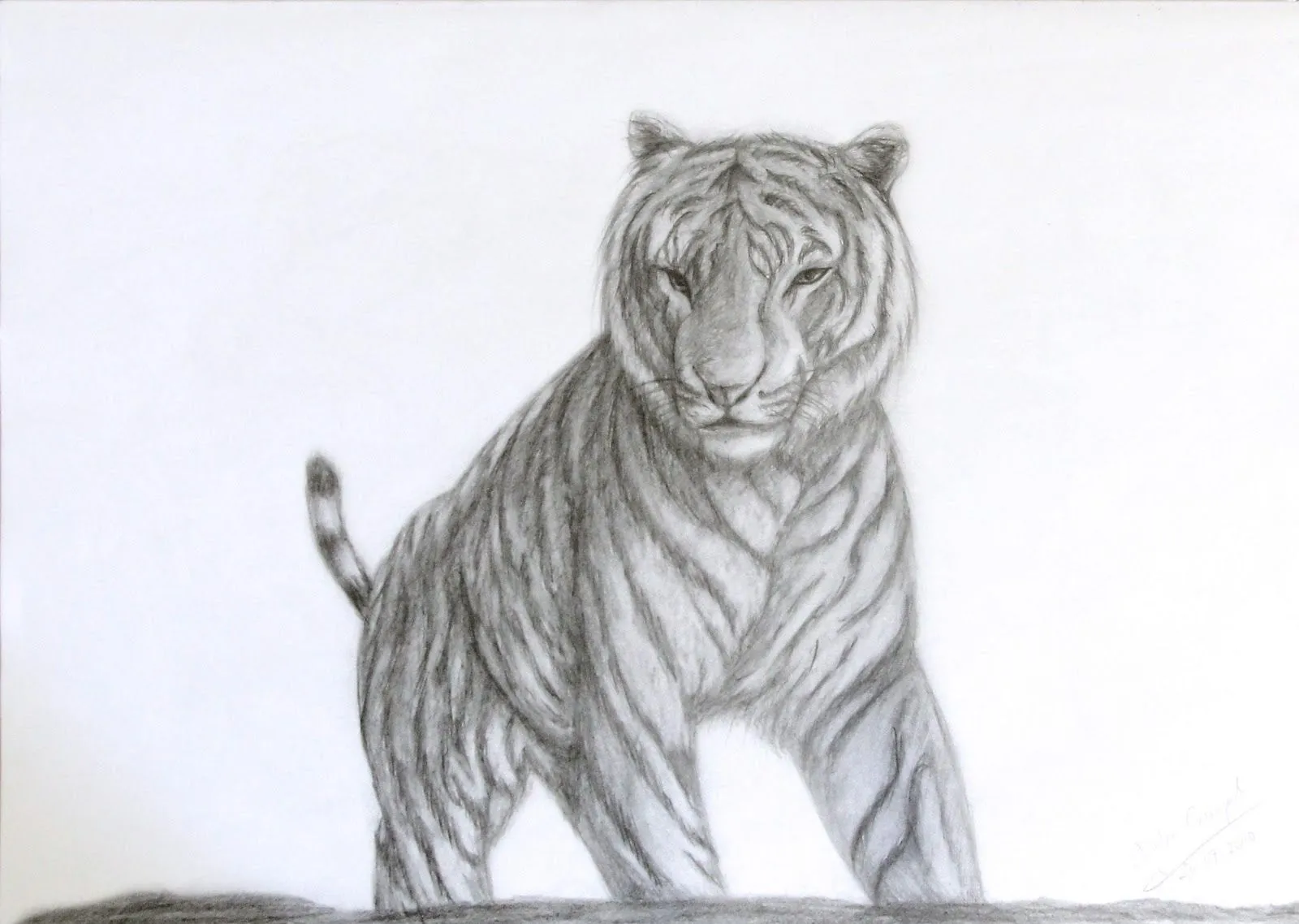 estudio de tigre en blanco y negro dibujo a lapiz sobre papel tamano ...