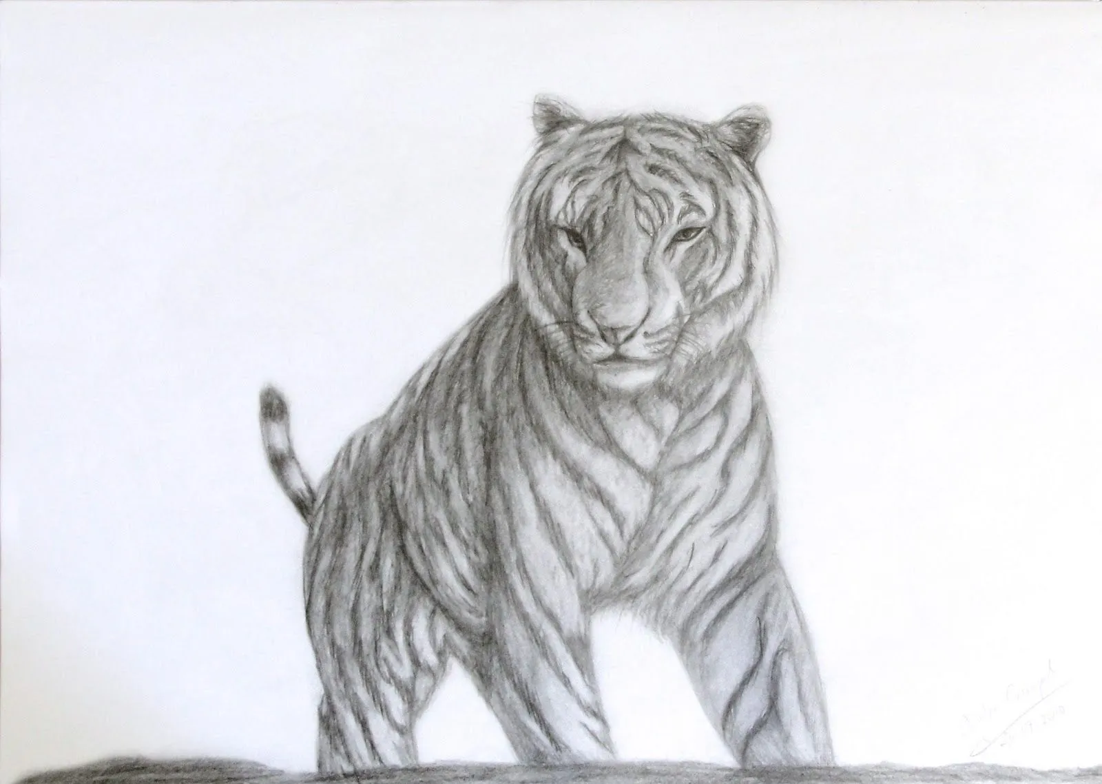 estudio de tigre en blanco y negro dibujo a lapiz sobre papel tamano ... estudio de tigre en blanco y negro dibujo a lapiz sobre papel tamano ...