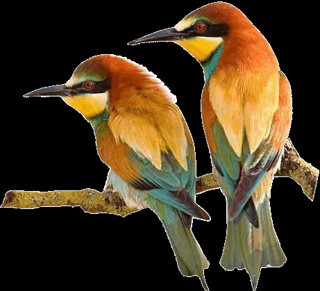 Nuestro Espacio Infantil: Imagenes de nuestras hermosas aves Nuestro Espacio Infantil: Imagenes de nuestras hermosas aves