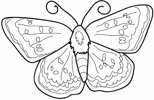 ESPAÇO EDUCAR: Desenhos de borboletas para colorir! ESPAÇO EDUCAR: Desenhos de borboletas para colorir!