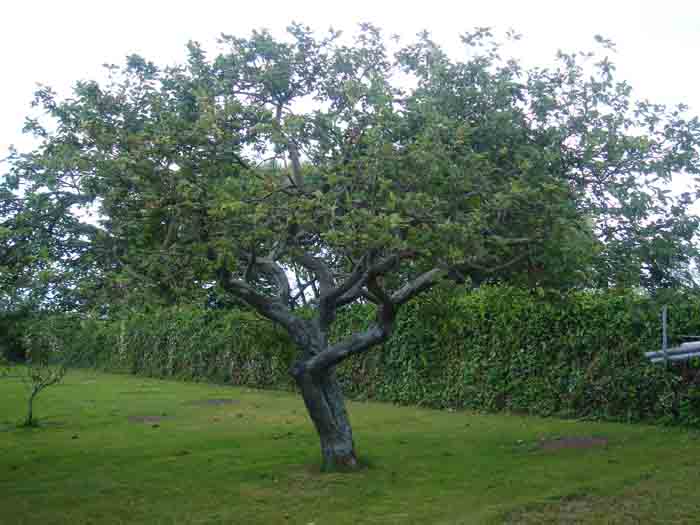 la espada oxidada: LA EDAD DE LOS ÁRBOLES