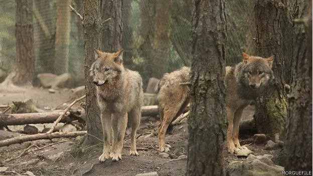 Por qué en España quieren matar a casi 200 lobos? - BBC Mundo Por qué en España quieren matar a casi 200 lobos? - BBC Mundo