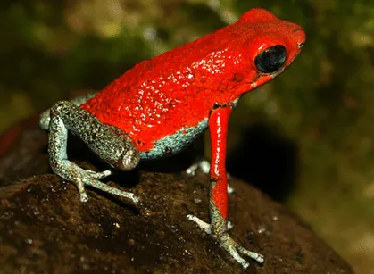 Especiación en ranas (7). Jugando con colores y toxinas | La ...