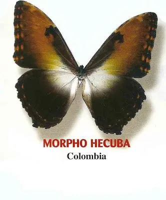ESPECIAL CARNAVAL: FICHAS DE MARIPOSAS PARA NIÑOS PARA IMPRIMIR ... ESPECIAL CARNAVAL: FICHAS DE MARIPOSAS PARA NIÑOS PARA IMPRIMIR ...