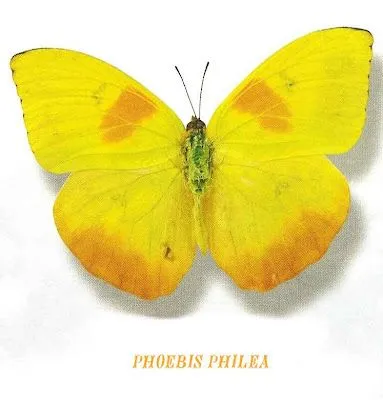 ESPECIAL CARNAVAL: FICHAS DE MARIPOSAS PARA NIÑOS PARA IMPRIMIR ... ESPECIAL CARNAVAL: FICHAS DE MARIPOSAS PARA NIÑOS PARA IMPRIMIR ...