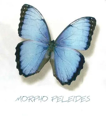 ESPECIAL CARNAVAL: FICHAS DE MARIPOSAS PARA NIÑOS PARA IMPRIMIR ... ESPECIAL CARNAVAL: FICHAS DE MARIPOSAS PARA NIÑOS PARA IMPRIMIR ...