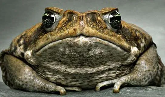 Una especie de sapo venenoso acaba con los cocodrilos de agua ... Una especie de sapo venenoso acaba con los cocodrilos de agua ...