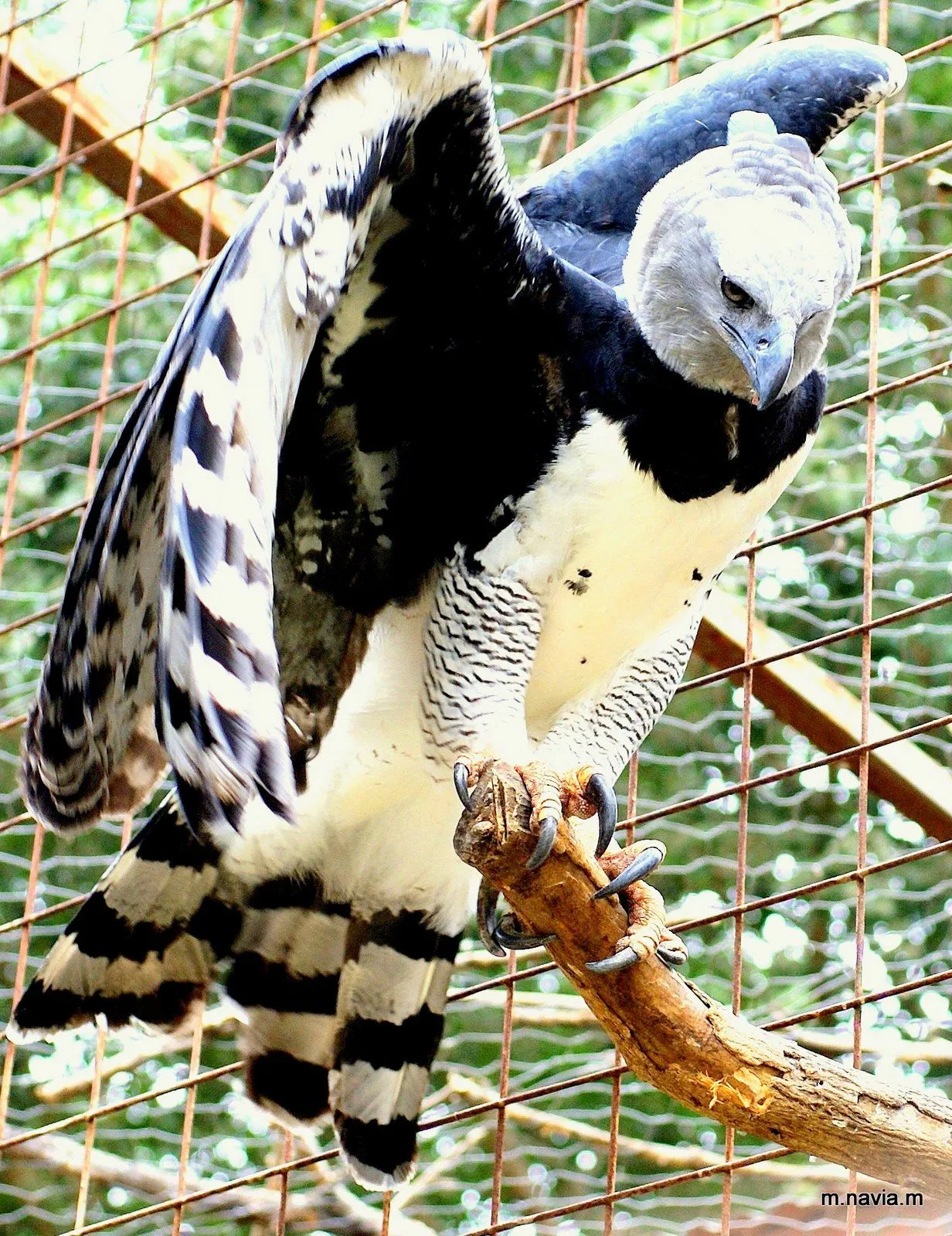 Dos especies amenazadas en Venezuela: el Águila Arpía y la Tortuga ... Dos especies amenazadas en Venezuela: el Águila Arpía y la Tortuga ...