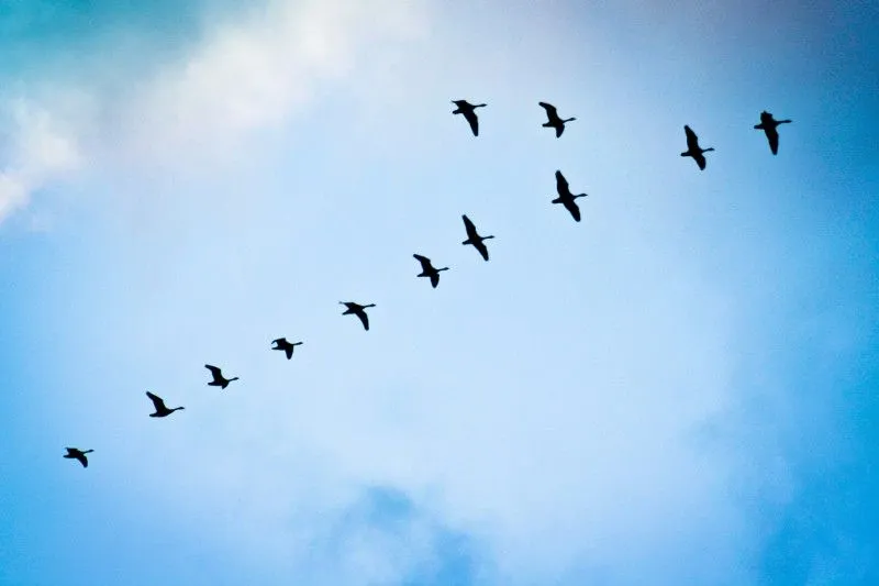 Algunas especies de aves podrían tener una brújula integrada a su ... Algunas especies de aves podrían tener una brújula integrada a su ...