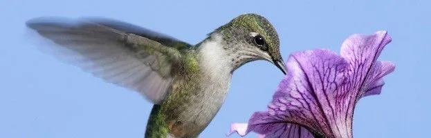 Especies de Colibrí - Colibrí Información y Características Especies de Colibrí - Colibrí Información y Características