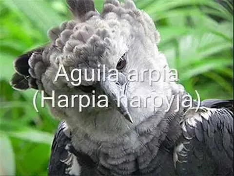 ESPECIES ENDEMICAS EN MEXICO - YouTube